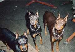 The Doberman gang page is the place to see....