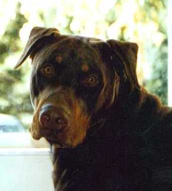 Duke