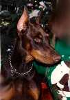 Ember's thinking about Duke's family page....click and see