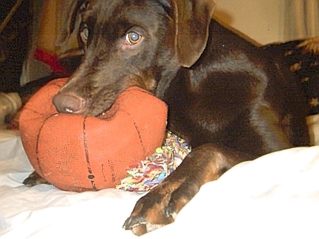 Duncan loves his ball