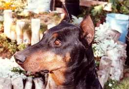 Booter suggest you stop by Duke's family page
