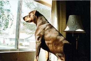 go to the doberman gang page