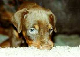 Embart opps!..Ember thinks Duke's family page is the page to see next...