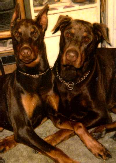 Indy and Duke think you would like to see my links
