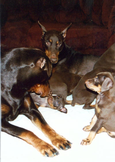 We think you should click and see the Doberman gang's page