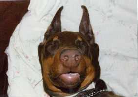Ember is dreaming for The Doberman Gang page...