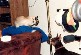 Sammy and Ember say click here to go to the index page