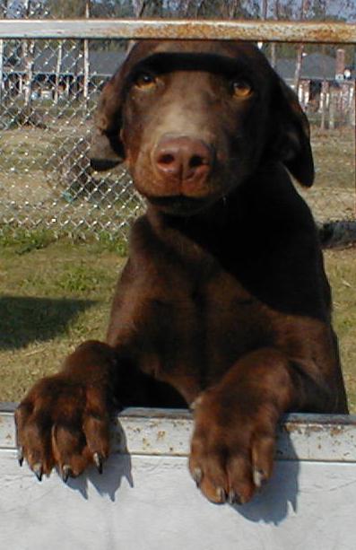 Duncan suggest you go to the doberman gang page two...