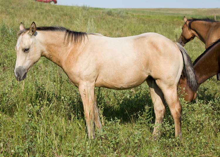B and G foundation quarter horses