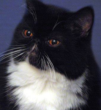 Ofelia