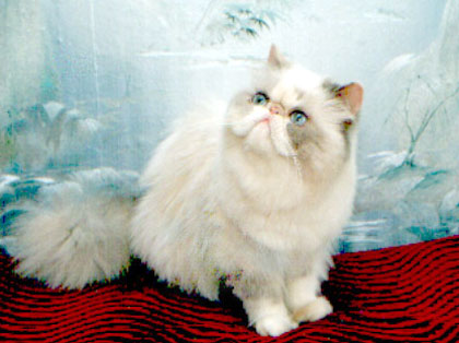 Uteshenije