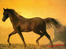 caballo