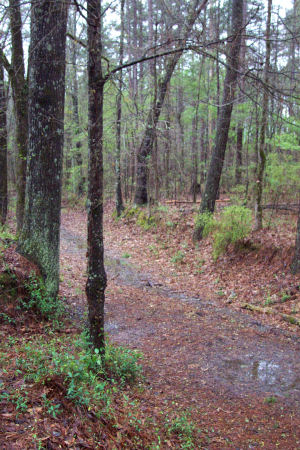 This is a portion of the old Natchez Trace used in the early 1800's.