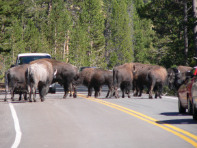 The funniest case was a male buffalo following a very small car like it was its mother.