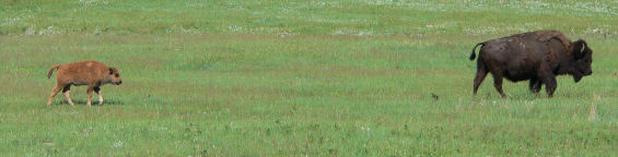 Stop at the Wildlife Center to see where the buffalo herds are located that day.