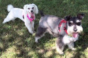 Harpo is a Cocoapoo who appears to be all poodle. Roscoe is a miniature Schnauser.
