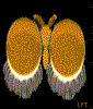 Butterfly Eyes - Copyright (c) 2001 by LPT Scott