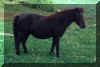 Ellie.jpg (24248 bytes)