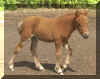 FlirtXRazzle_filly_02_right_b.jpg (43557 bytes)
