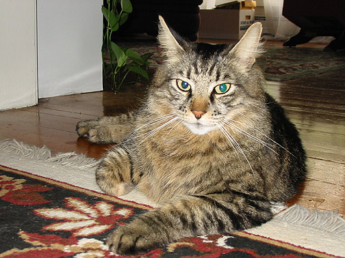 Jenifer's cat Walter.
