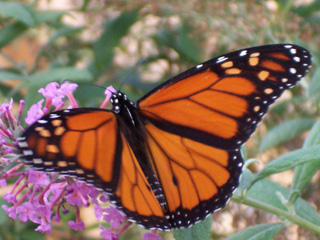 monarch
