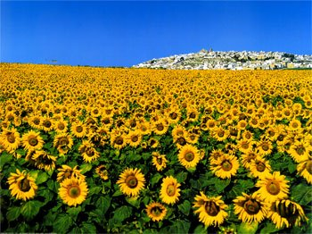 Sunflowers photo from Art.com