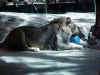 Lions at the MGM Grand