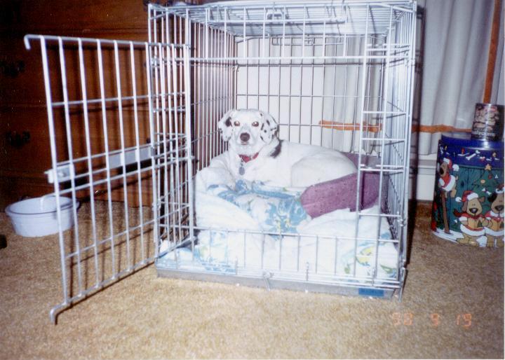 She may look cute now, but when she howls in the middle of the night she's not cute...