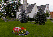 New Lawn after 6 weeks.
