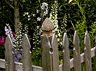 Fence scene with perenials.