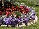 Flower garden around an Oak tree