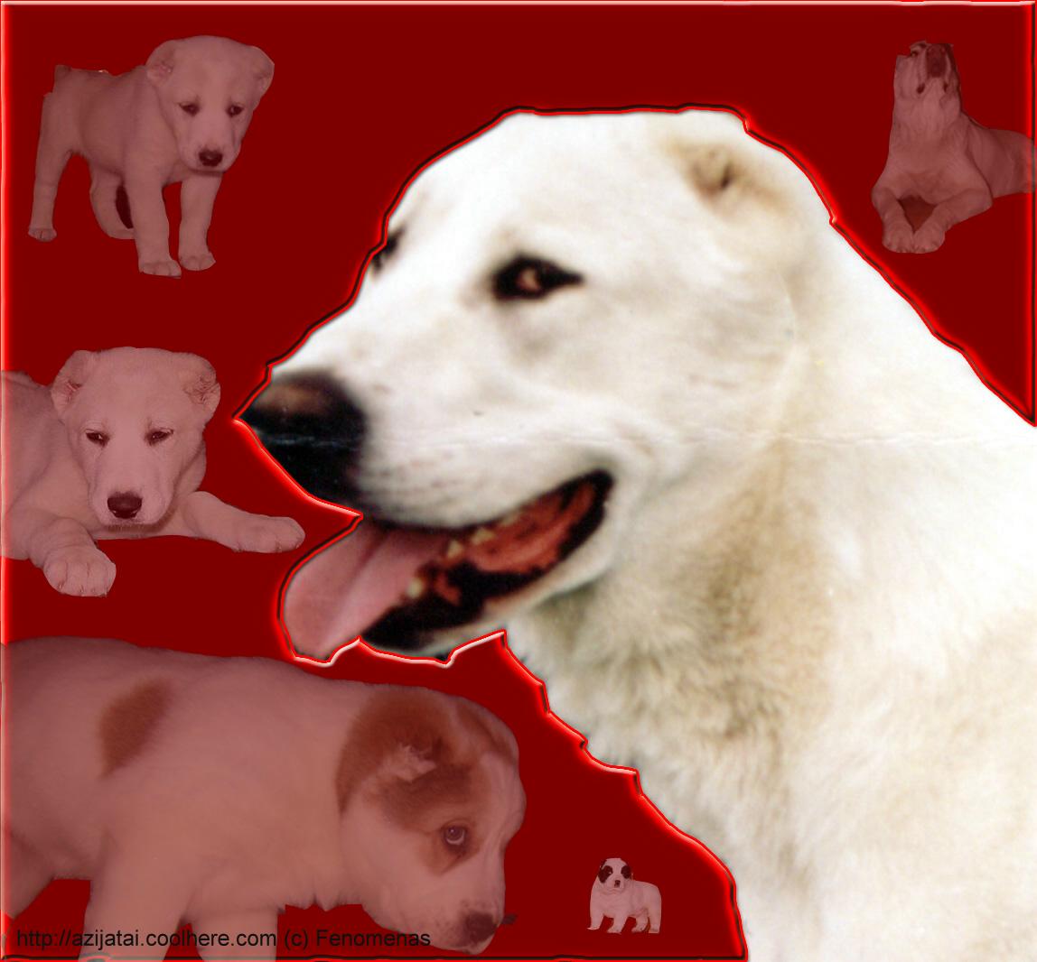 Website of Turkmenian alabays