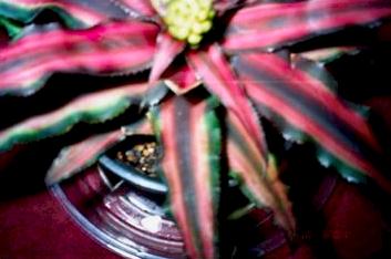 (Cryptanthus)