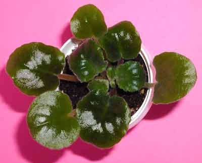 Island Rose Baby