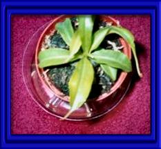 (Dionaea Musipuka)