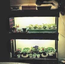 Plant Stand