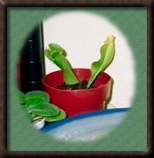 (Sarracenia Purpurea)