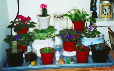 Plant shelve