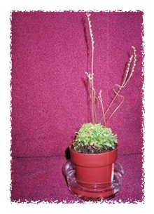 Sundew