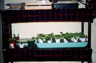 Plant Stand