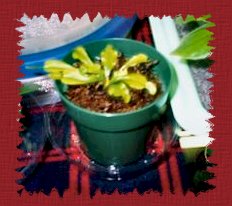 (Dionaea Musipuka)
