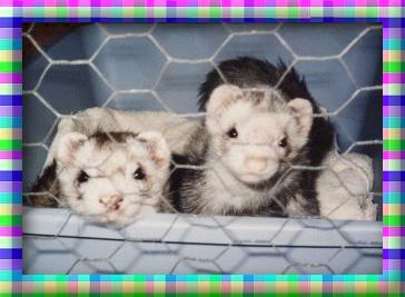 Ferrits