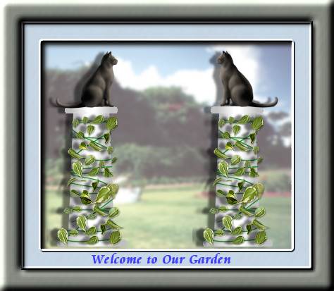 Our garden