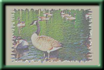 Geese Pond