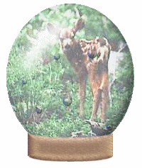 Baby doe in the rain