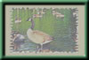 Geese Pond