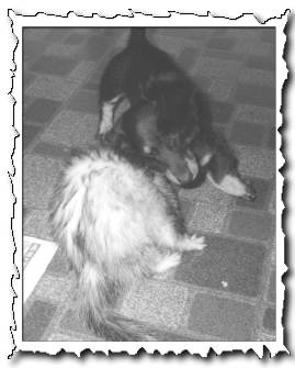 Dixie & Blackie