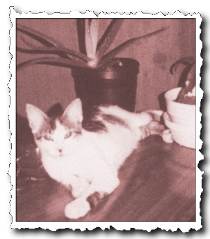 Little Boy