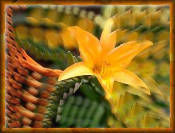 Flower