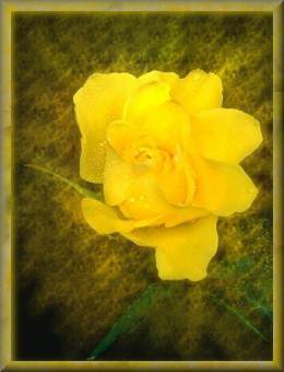 Yellow Rose